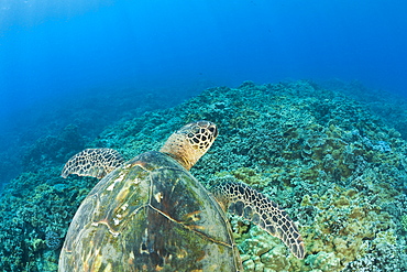 Green Turtle, Chelonia mydas, Maui, Hawaii, USA