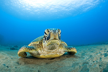 Green Turtle, Chelonia mydas, Maui, Hawaii, USA