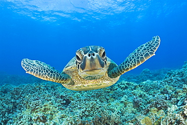 Green Turtle, Chelonia mydas, Maui, Hawaii, USA