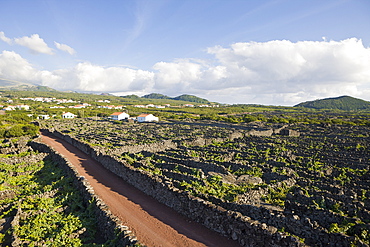 Pico Island Vineyard Culture Unesco Heritage Site, Pico Island, Azores, Portugal