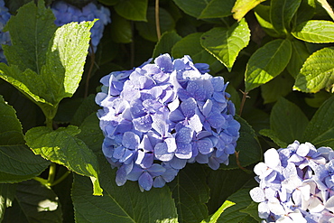 Blue Hortensia, Hydrangea, Pico Island, Azores, Portugal