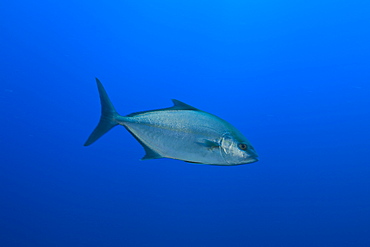 Almaco Amberjack, Seriola rivoliana, Azores, Atlantic Ocean, Portugal