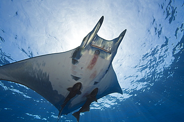 Sicklefin Mobula with Remora, Mobula tarapacana, Azores, Princess Alice Bank, Atlantic Ocean, Portugal