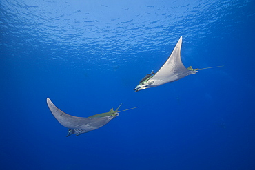 Sicklefin Mobulas, Mobula tarapacana, Azores, Princess Alice Bank, Atlantic Ocean, Portugal