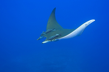 Sicklefin Mobula with Remora, Mobula tarapacana, Azores, Princess Alice Bank, Atlantic Ocean, Portugal