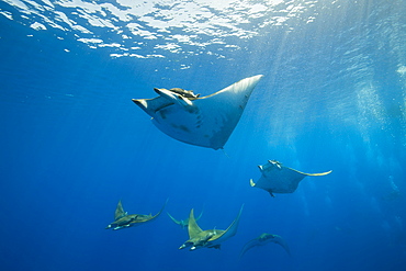 Sicklefin Mobulas, Mobula tarapacana, Azores, Princess Alice Bank, Atlantic Ocean, Portugal