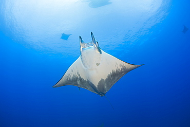 Sicklefin Mobula, Mobula tarapacana, Azores, Princess Alice Bank, Atlantic Ocean, Portugal