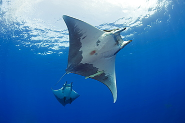 Sicklefin Mobula, Mobula tarapacana, Azores, Princess Alice Bank, Atlantic Ocean, Portugal