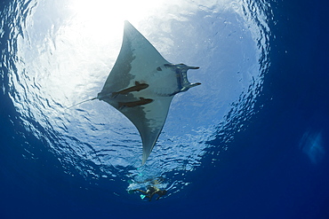 Sicklefin Mobula, Mobula tarapacana, Azores, Princess Alice Bank, Atlantic Ocean, Portugal