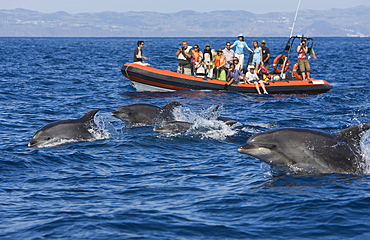 Tourists at Dolphin watching Tour, Tursiops truncatus, Azores, Atlantic Ocean, Portugal