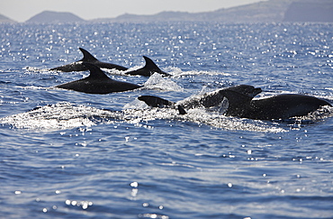 Bottlenose Dolphins, Tursiops truncatus, Azores, Atlantic Ocean, Portugal