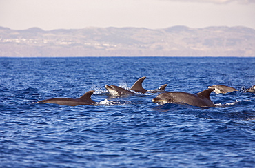 Bottlenose Dolphins, Tursiops truncatus, Azores, Atlantic Ocean, Portugal