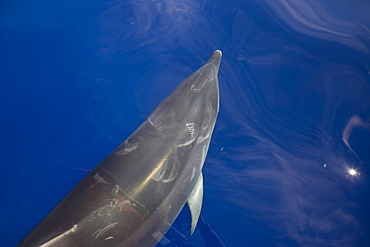 Bottlenose Dolphin, Tursiops truncatus, Azores, Atlantic Ocean, Portugal