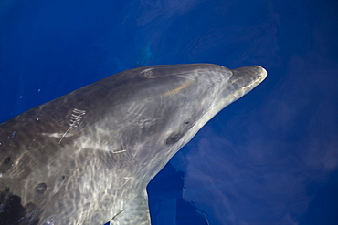 Bottlenose Dolphin, Tursiops truncatus, Azores, Atlantic Ocean, Portugal