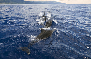 Bottlenose Dolphin, Tursiops truncatus, Azores, Atlantic Ocean, Portugal