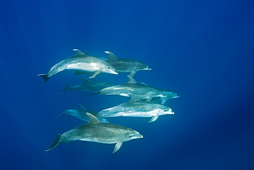 Bottlenose Dolphins, Tursiops truncatus, Azores, Atlantic Ocean, Portugal