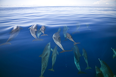 Atlantic Spotted Dolphins, Stenella frontalis, Azores, Atlantic Ocean, Portugal