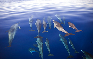 Atlantic Spotted Dolphins, Stenella frontalis, Azores, Atlantic Ocean, Portugal