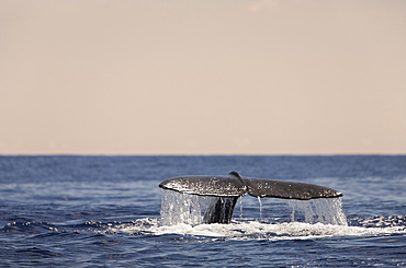 Sperm Whale Fluke, Physeter catodon, Azores, Atlantic Ocean, Portugal