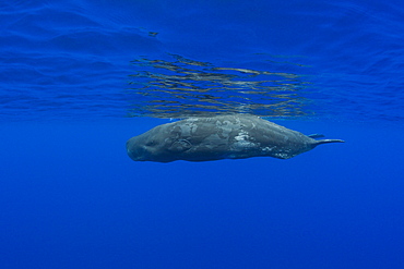 Young Sperm Whale, Physeter catodon, Azores, Atlantic Ocean, Portugal