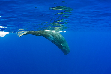 Sperm Whale, Physeter catodon, Azores, Atlantic Ocean, Portugal