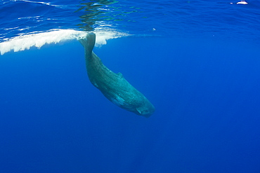 Sperm Whale, Physeter catodon, Azores, Atlantic Ocean, Portugal