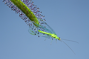 Sundew, Carinvorous Plant trapping Green Lacewing, Drosera scorpioides, Chrysoperla carnea, Munich, Bavaria, Germany