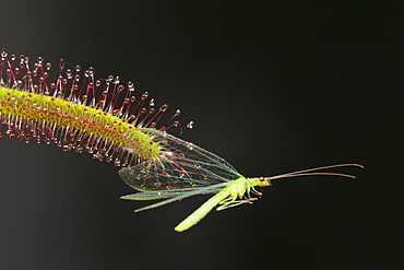 Sundew, Carinvorous Plant trapping Green Lacewing, Drosera scorpioides, Chrysoperla carnea, Munich, Bavaria, Germany