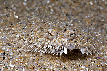 Mediterranean Sole, Monchirus hispidus, Tamariu, Costa Brava, Mediterranean Sea, Spain