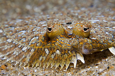 Mediterranean Sole, Monchirus hispidus, Tamariu, Costa Brava, Mediterranean Sea, Spain