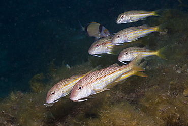 Red Mullets, Mullus surmuletus, Tamariu, Costa Brava, Mediterranean Sea, Spain