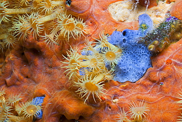 Yellow Cluster Anemone on red Sponge, Parazoanthus axinellae, Tamariu, Costa Brava, Mediterranean Sea, Spain