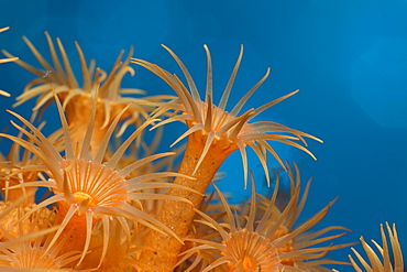 Yellow Cluster Anemones, Parazoanthus axinellae, Tamariu, Costa Brava, Mediterranean Sea, Spain