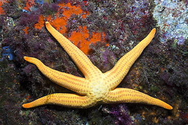 Mediterranean Starfish, Hacelia attenuata, Tamariu, Costa Brava, Mediterranean Sea, Spain