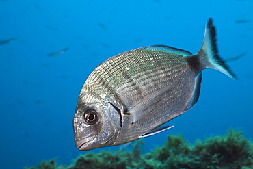 Striped White Bream, Diplodus sp., Tamariu, Costa Brava, Mediterranean Sea, Spain