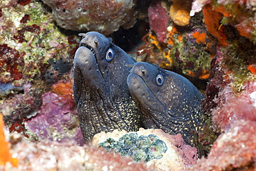 Couple of Mediterranean Moray, Muraena helena, Tamariu, Costa Brava, Mediterranean Sea, Spain