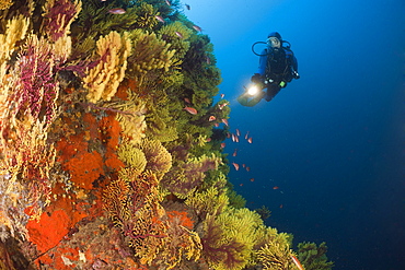 Scuba Diver and Variable Gorgonians, Paramuricea clavata, Tamariu, Costa Brava, Mediterranean Sea, Spain