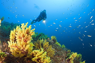 Scuba Diver and Variable Gorgonians, Paramuricea clavata, Tamariu, Costa Brava, Mediterranean Sea, Spain