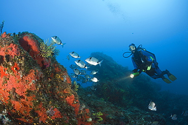 Diver and Two-banded Breams, Diplodus vulgaris, Tamariu, Costa Brava, Mediterranean Sea, Spain