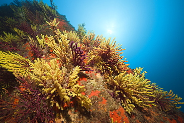 Scuba Diver and Variable Gorgonians, Paramuricea clavata, Tamariu, Costa Brava, Mediterranean Sea, Spain