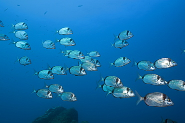 Shoal of Two-banded Breams, Diplodus vulgaris, Tamariu, Costa Brava, Mediterranean Sea, Spain