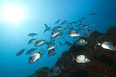 Shoal of Two-banded Breams, Diplodus vulgaris, Tamariu, Costa Brava, Mediterranean Sea, Spain