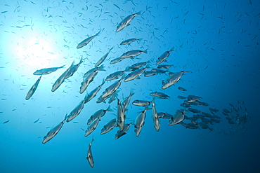 Two-banded Breams, Diplodus vulgaris, Tamariu, Costa Brava, Mediterranean Sea, Spain