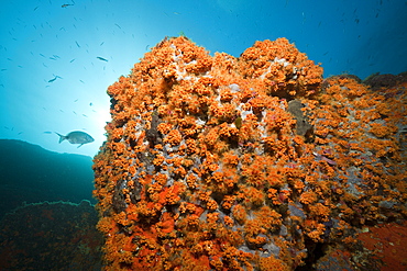 Cluster Anemones covers Reef, Parazoanthus axinellae, Tamariu, Costa Brava, Mediterranean Sea, Spain