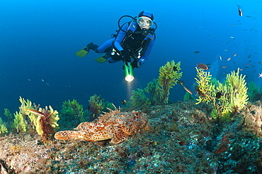 Diver and Great Rockfish, Scorpaena scrofa, Tamariu, Costa Brava, Mediterranean Sea, Spain