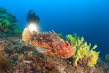 Great Rockfish and Scuba Diver, Scorpaena scrofa, Tamariu, Costa Brava, Mediterranean Sea, Spain