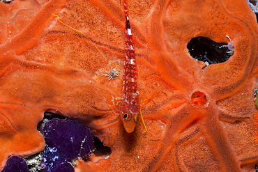 Triplefin on Orange Sponge, Tripterygion delaisi, Spirastrella cunctatrix, La Vaca, Medes Islands, Costa Brava, Mediterranean Sea, Spain