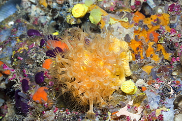 Yellow Cluster Anemones, Parazoanthus axinellae, La Vaca, Medes Islands, Costa Brava, Mediterranean Sea, Spain