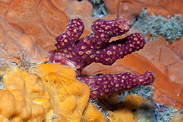 Finger Soft Coral between Encrusting Sponge, Alcyonium palmatum, Spirastrella cunctatrix, La Vaca, Medes Islands, Costa Brava, Mediterranean Sea, Spain