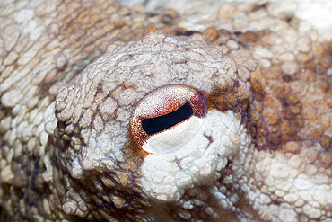 Octopus Eye, Octopus vulgaris, Les Ferranelles, Medes Islands, Costa Brava, Mediterranean Sea, Spain